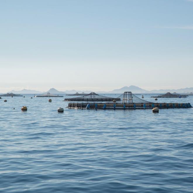 1655344034831960.jpg 養(yǎng)殖.jpg